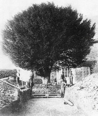 Medstead Manor yew tree moving